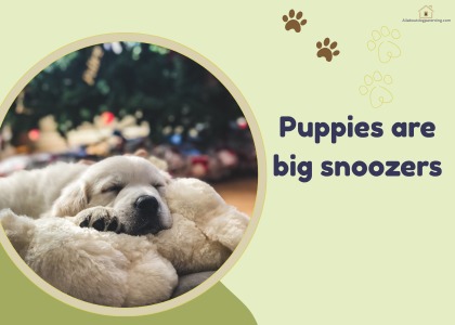 Puppy Sleep Schedule by Age: What’s Normal and What to Fix