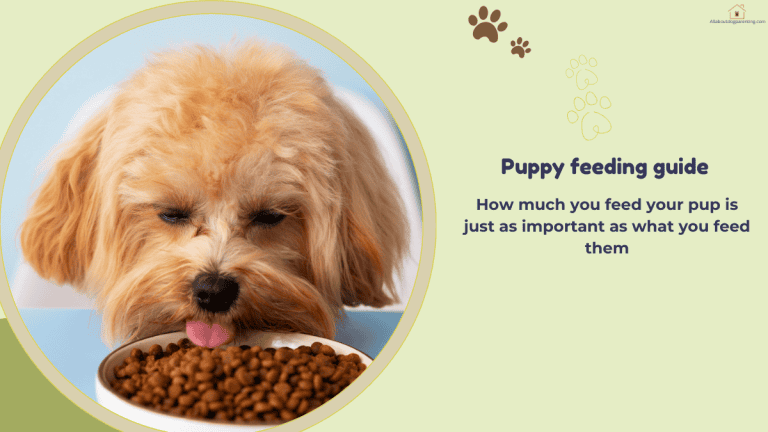 how much to feed a puppy