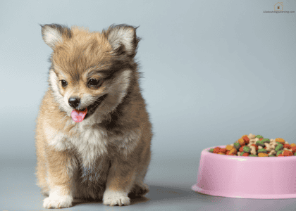 how much to feed a puppy