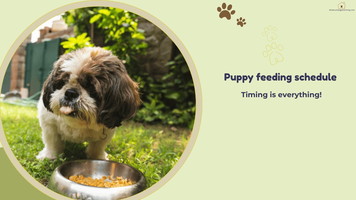puppy feeding schedule