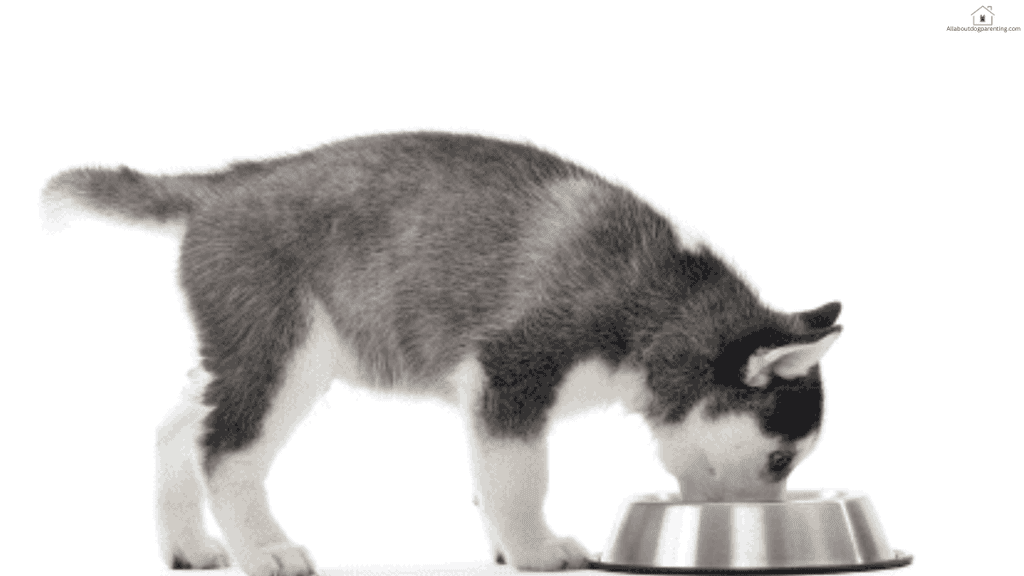 puppy food guide