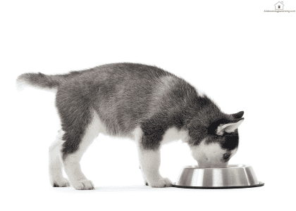 puppy food guide