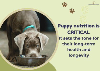 puppy nutrition guide