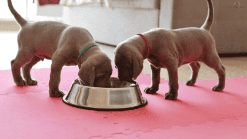 what to feed your puppy