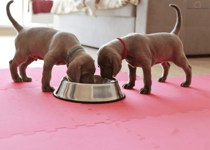 what to feed your puppy
