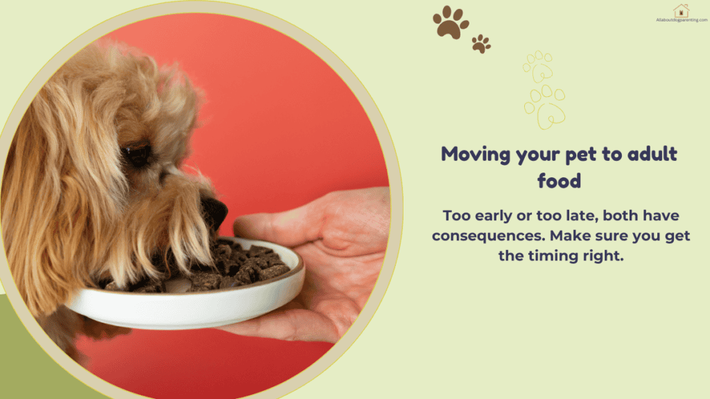 when to switch puppy to adult food