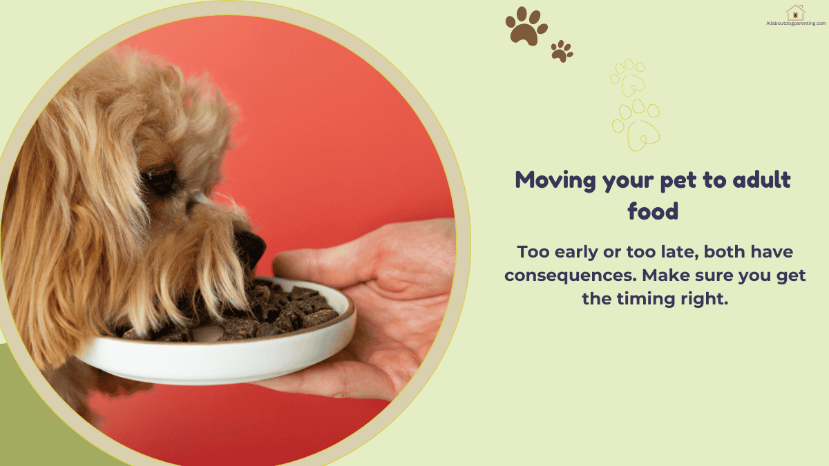when to switch puppy to adult food