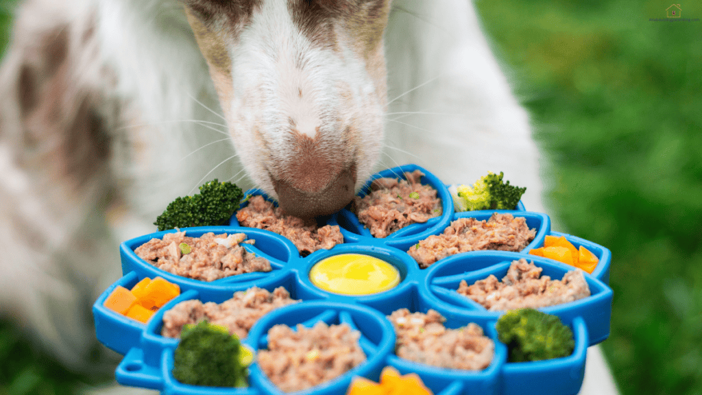 fresh dog food home-cooked