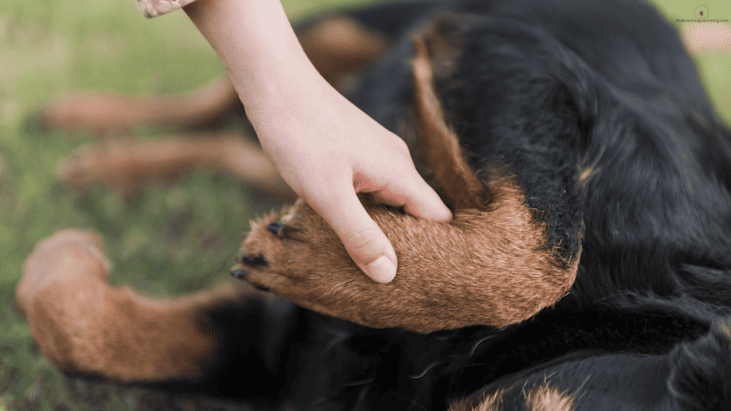 puppy food for allergies