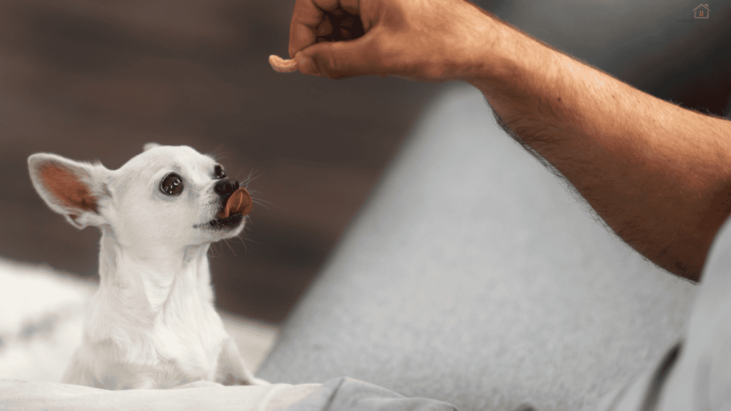 puppy training treats