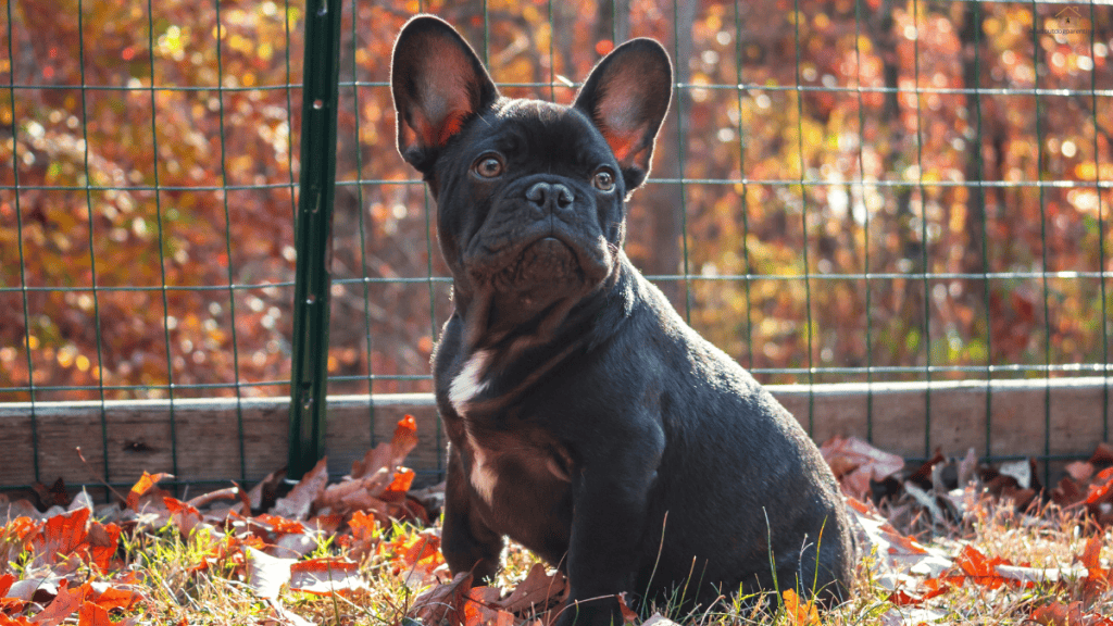 French Bulldog puppy diet