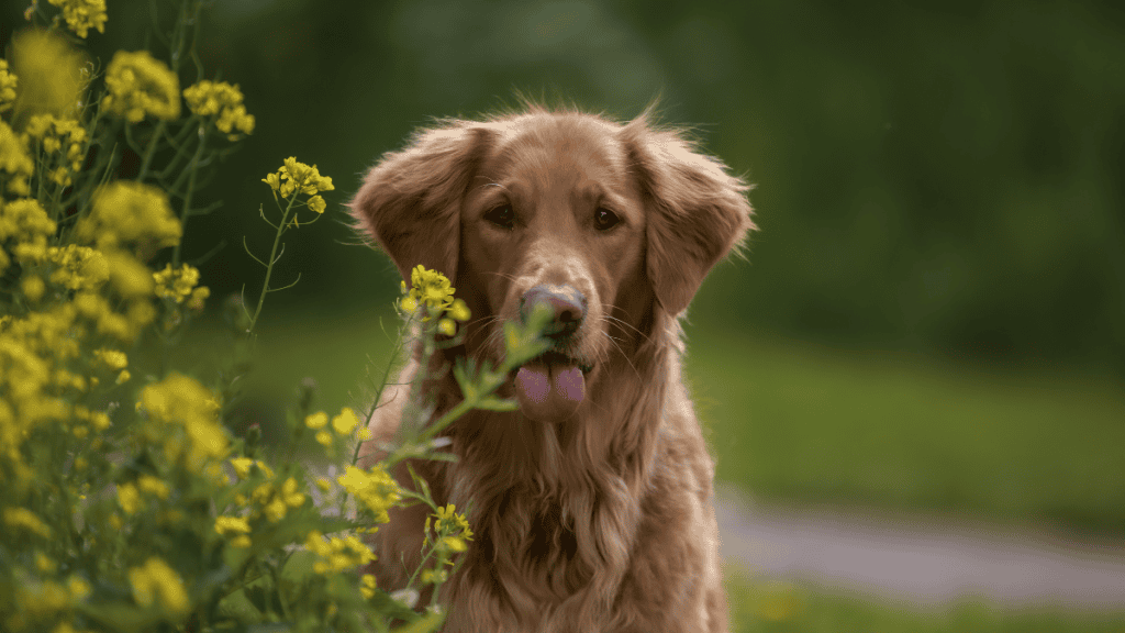 Golden Retriever puppy feeding guide