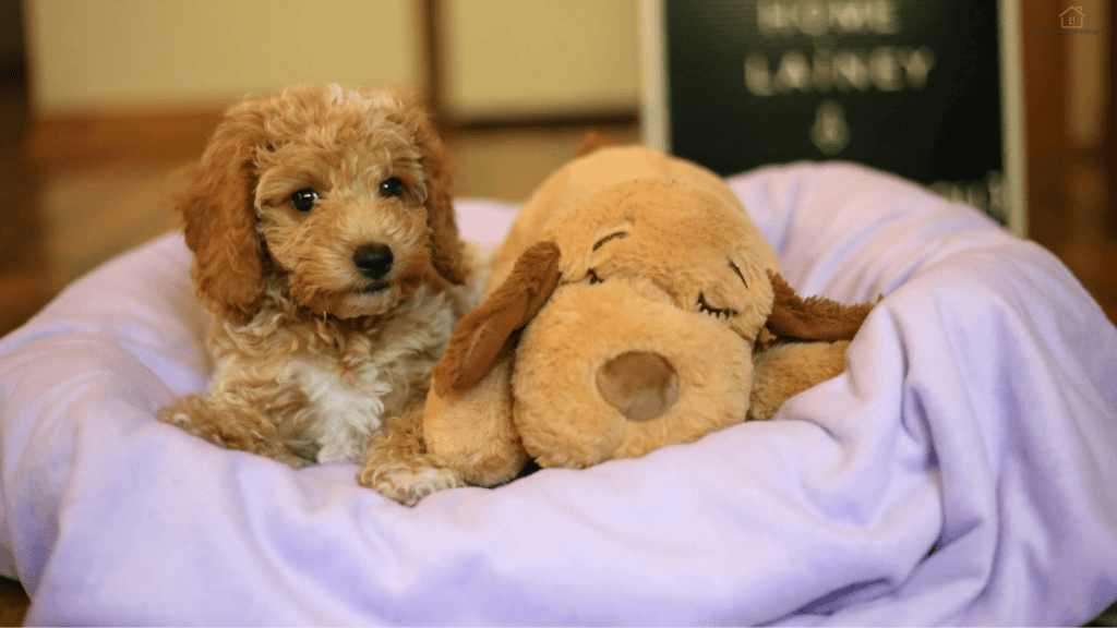 Goldendoodle puppy feeding guide