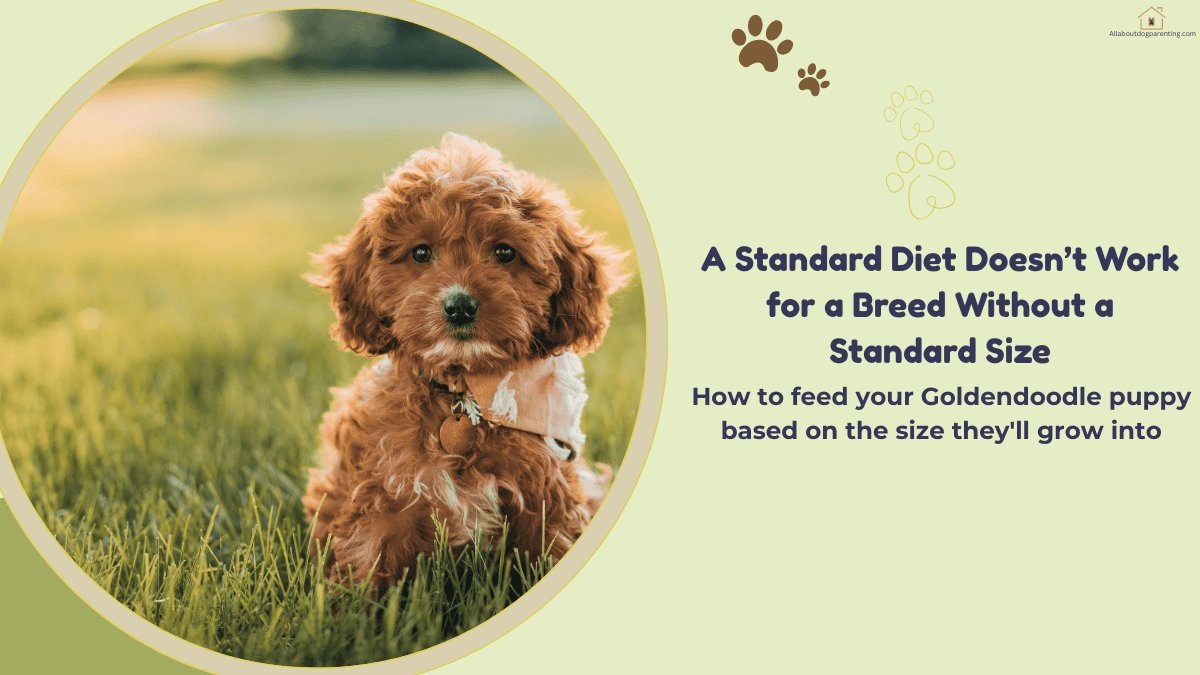 Goldendoodle puppy food