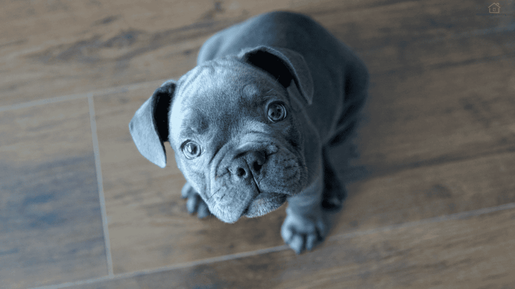 best food for French Bulldog puppy