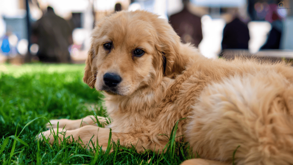 best food for Golden Retriever puppy