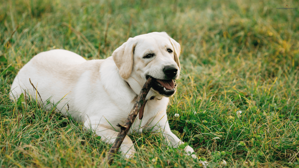 best food for lab puppy
