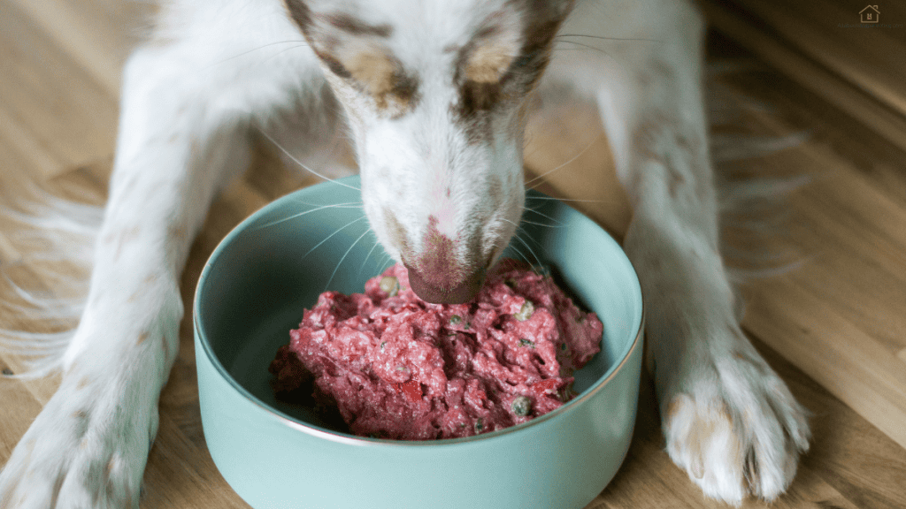 homemade food for puppies