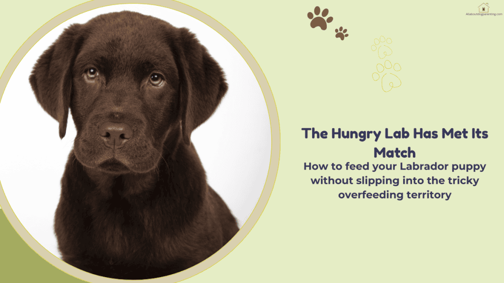 labrador puppy food guide