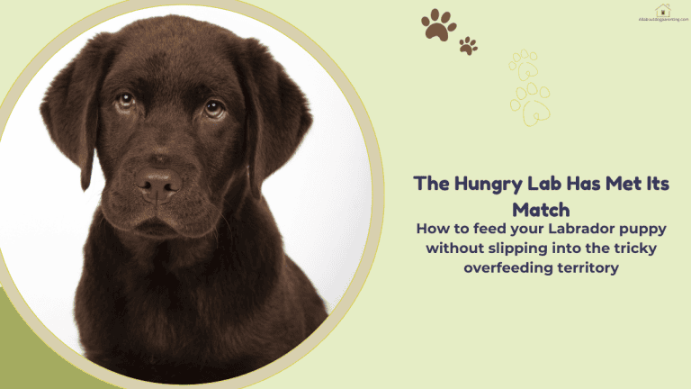 labrador puppy food guide