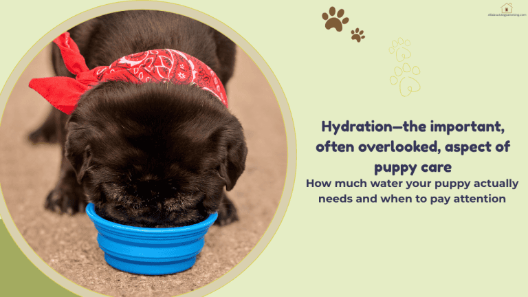how much water should a puppy drink
