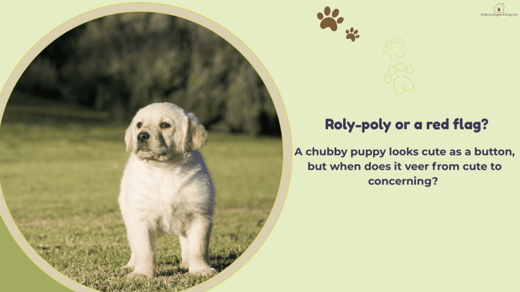 puppy overweight what to do
